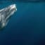 Humpback Whales Are Falling Silent and the Reason Will Make You Cry