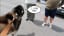 Guy Takes Dog Out For A Walk, Is Embarrassed By How Talkative It Is