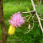 Sickle Bush Tree/ Announcing The Arrival Of Monsoon