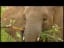 Elephants enjoying the rain - BBC wildlife