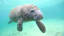 12 Surprising Facts About Manatees