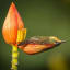 Banana flower petal collects water, water then collects bird.