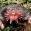 Inside the Bizarre Life of the Star-Nosed Mole, World's Fastest Eater