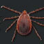 Invasive tick species is becoming an even bigger threat to US