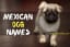 Mexican Dog Names: 101+ Most Popular Male and Female Names for Dog