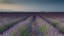 Early morning in lavander fields, Valensole, Provence - View Photo - Photohab - Beautiful and Free Photos Search Engine