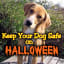 Keep Your Dog Safe on Halloween