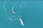New Drone Footage Shows One Way Narwhals Use Their Tusks