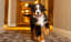 This Hotel In Aspen Has a Resident Bernese Mountain Dog That Will Cuddle With You