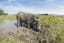 Why is Europe rewilding with water buffalo?