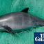 Mexican fishermen attack Sea Shepherd vessel protecting vaquita porpoise
