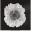 The next @HeritageAuction of Photographs in New York is on June 5. Mark your calendar and visit https://t.co/6KmrnUWXD5 for more information about the lots available. https://t.co/qbVgEZiQkC Robert Mapplethorpe, Poppy, 1988. Courtesy Heritage Auctions,