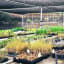 Wholesale Nurseries : How to Start Up Your Own Nursery Plants?