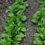 Growing Spinach in your Home Garden
