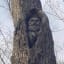 Live owl in a tree in Northern Wisconsin looks almost carved from wood.