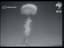 USA: Atomic bomb test (1952)