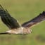 Hen Harriers on the verge of extinction due to gamekeepers killing illegally
