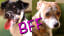 11 Things All BFFs Know To Be True (As Told By Puppies)