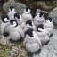 Needle felted baby penguins I made 🐧❤