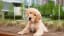 Puppies - Cute Pictures, Facts, And Tips For Adoption