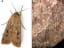 Aboriginal Australians Dined on Moths 2,000 Years Ago