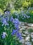 Like if you're walking trough Monet ' garden.. | Iris garden, Beautiful gardens, Iris flowers garden