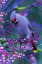Pin by Donna Freeman on BIRDS, FLOWERS, ANIMALS, WILDLIFE, NATURE, TREES | Beautiful birds, Animals beautiful, Colorful birds