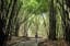 What bamboo forests do for nature and human well-being