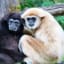 Hoolock Gibbon Species in India
