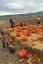 We Found the Best Pumpkin Farms to Visit This Fall