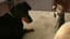 Dog Vs Cat: Cute 'Ninja' Kitten Shows Doberman Who's Boss