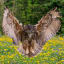 Eagle owl (Bubo bubo) | Owl eyes, Owl, Owl wallpaper