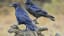 10 Ravishing Facts About Ravens