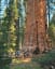 The largest tree on earth in Sequoia National Park