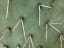 How to Remove Cactus Spines (Including Ones Stuck in Your Throat) - Popular Science - Pocket