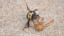Robber flies can kill much larger insects