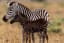 Extremely rare zebra with polka dot variations instead of stripes. The zebra’s name is Tira