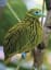 Google Image Result for http://www.nevillecoleman.com.au/media/139075/golden%2520fruit%2520dove%2520ptilinopus%2520luteovirens_m… | Birds, Colorful birds, Pet birds