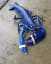 One in a million blue lobster, released along with 100s of females as part of a conservation effort