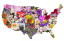 50 State Flowers, State Tree, State Birds, and 50 State Nicknames USA