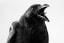 Grudge-Holding Crows Pass on Their Anger to Family and Friends