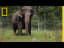When Ringling Bros. Retires Its Elephants, This is Where They Live | National Geographic