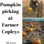 Pumpkin picking at Farmer Copleys