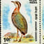 Jerdon's Courser- A Rare Species of Bird in India