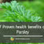 7 Proven Health Benefits of Parsley - Herbal Medicine
