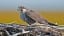 New York City Falcon Cam Reveals Nest With Four Eggs