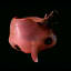 Approximately 3,000 feet below sea level is a detritus feeding sea-creature known as the Vampire squid (Vampyroteuthis diabolus).