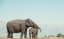 Elephants Rarely Get Cancer, Now We Know Why