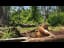 Orphan Orangutans Enjoy a Flood-Fed Pool