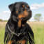 Difference Between An American Rottweiler And A German Rottweiler